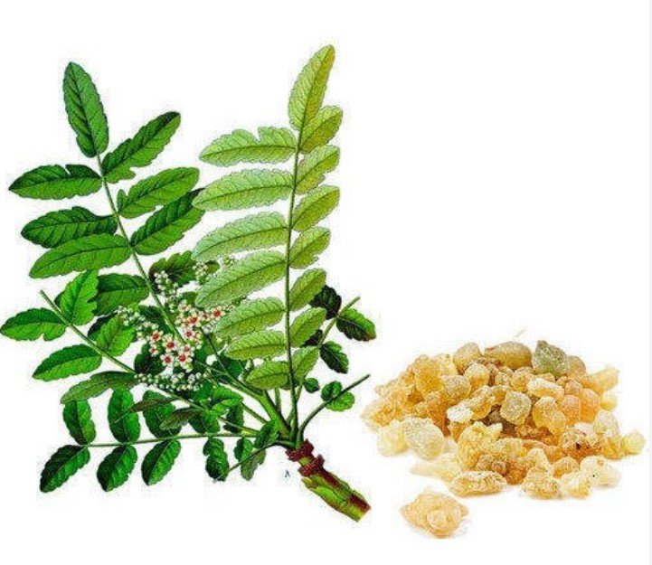 Boswellia